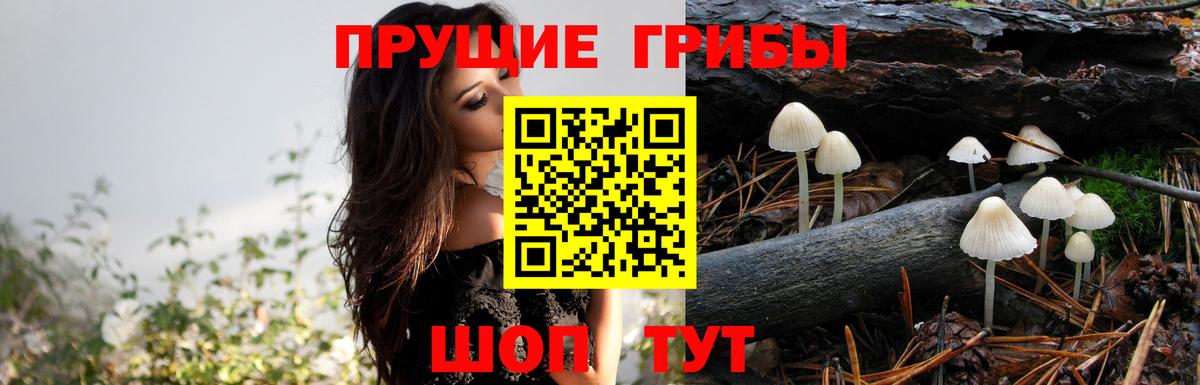 Галлюциногенные грибы Psilocybe  Вход с VPN  Камышин 